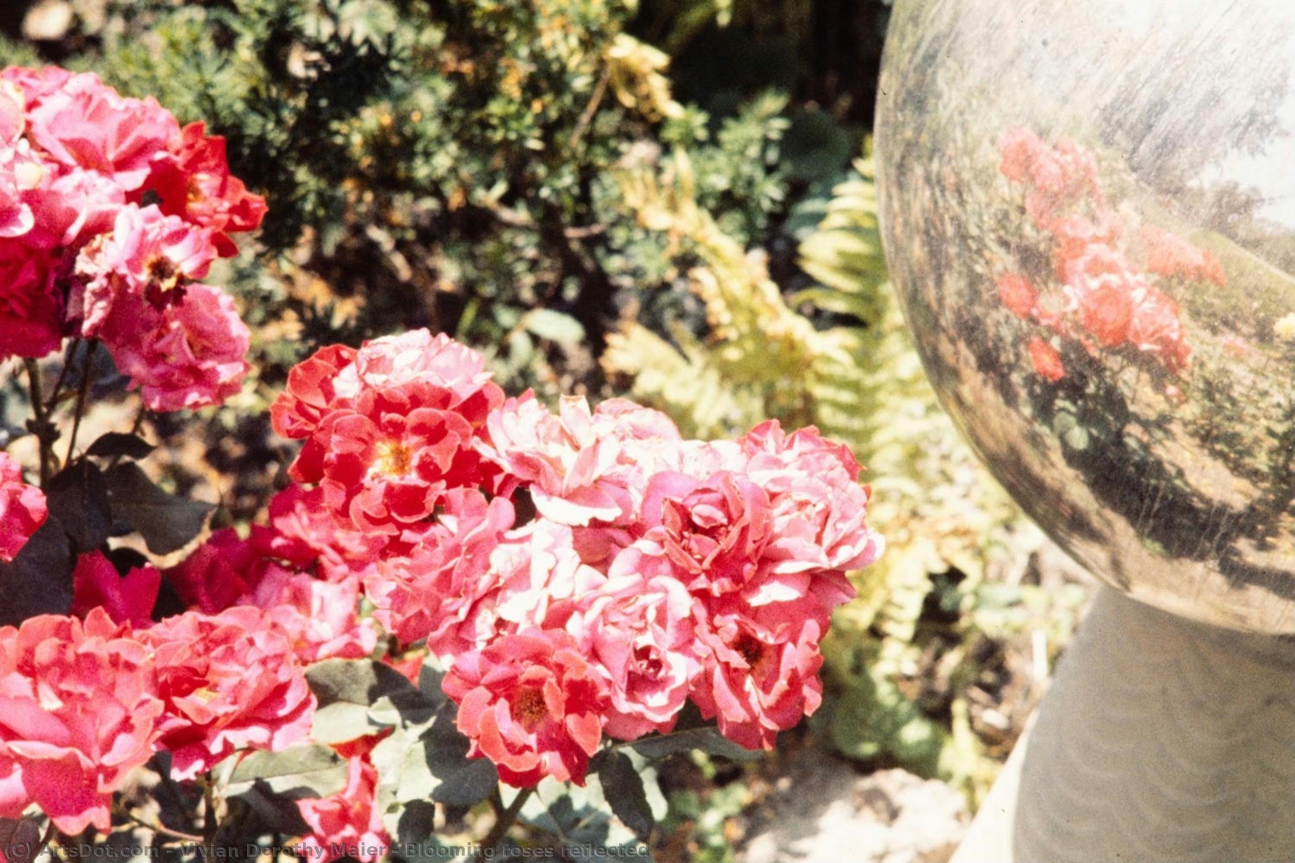 Blooming Roses Reflected — Vivian Dorothy Maier