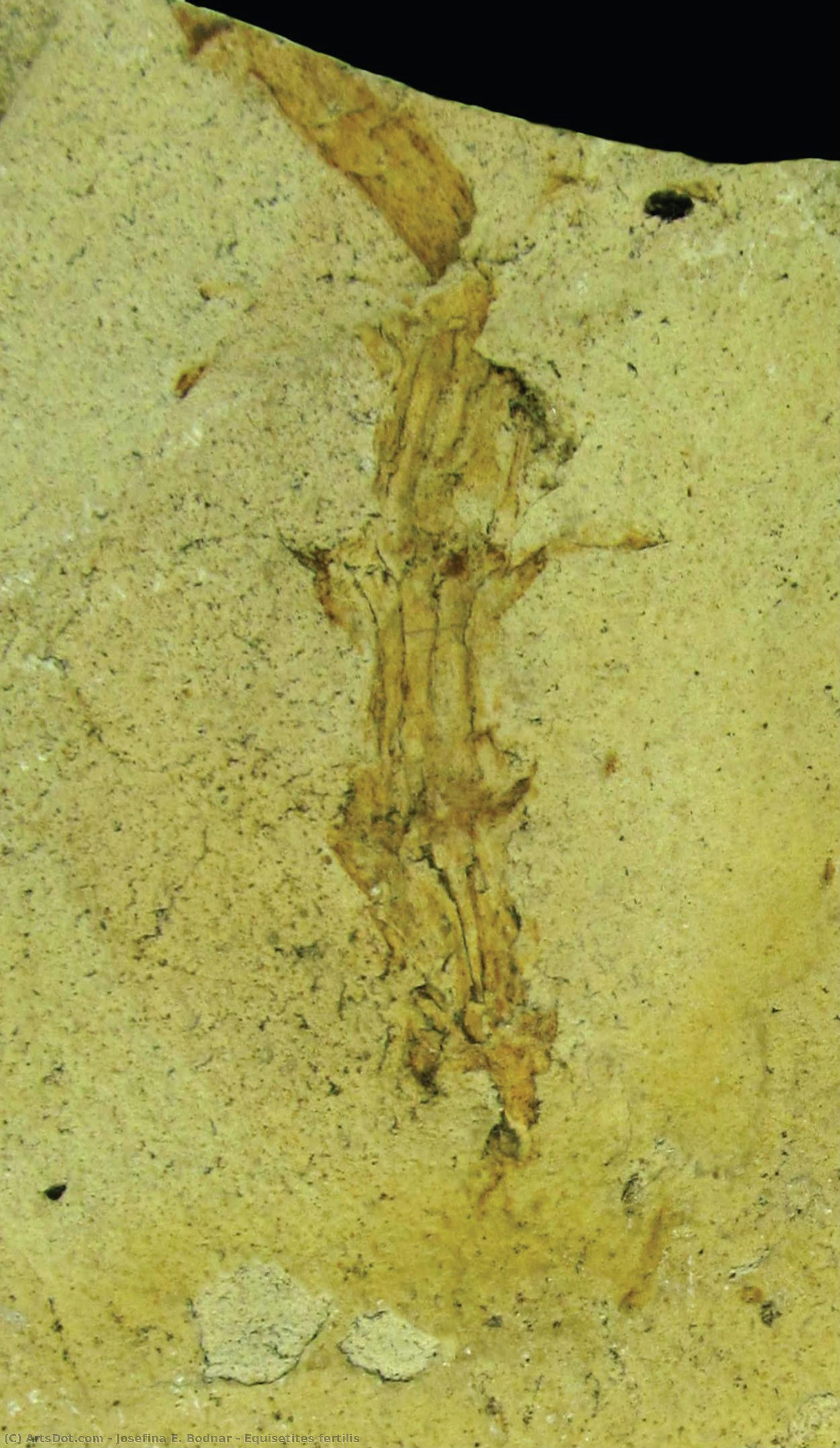 Equisetites Fertilis — Josefina Bodnar