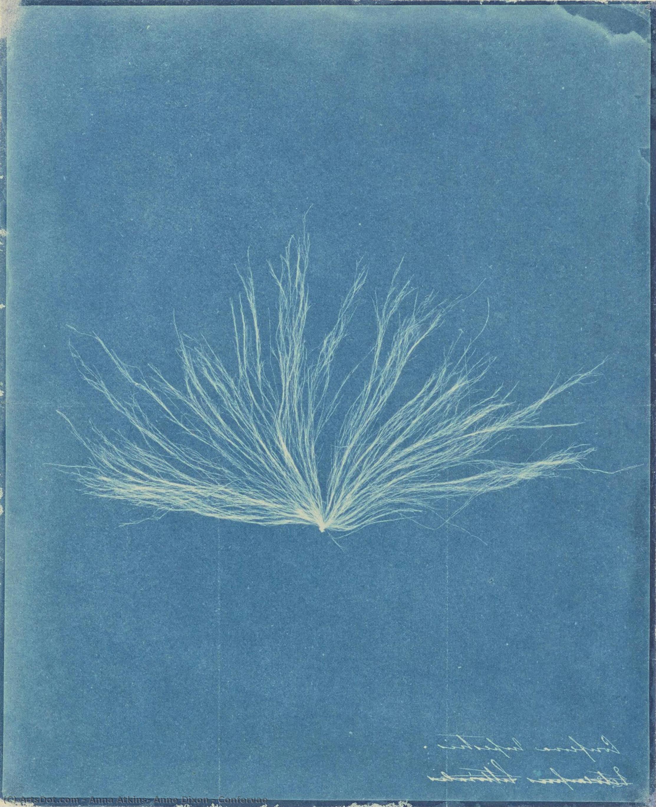 Confervae — Anna Atkins