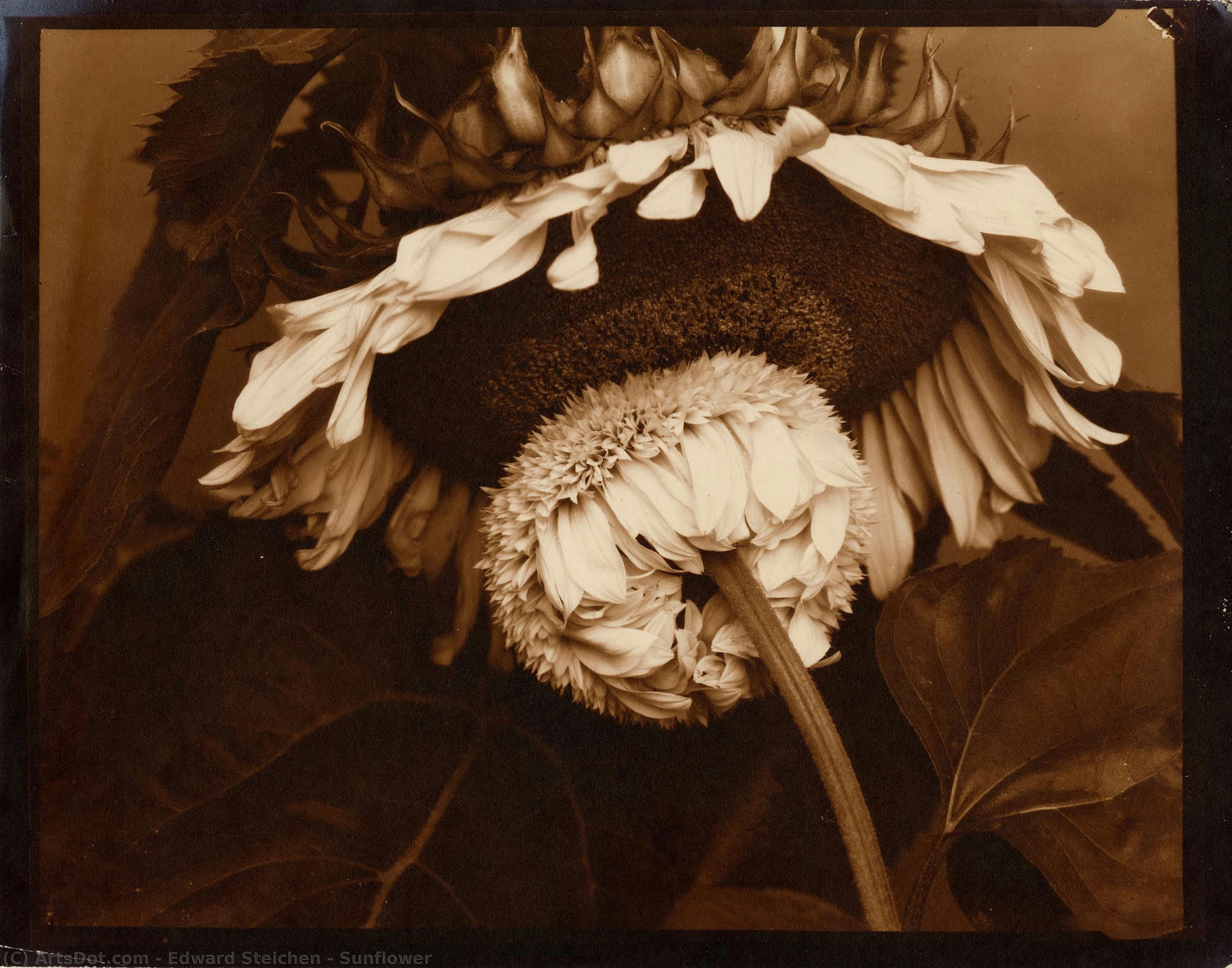 Sunflower — Edward Steichen