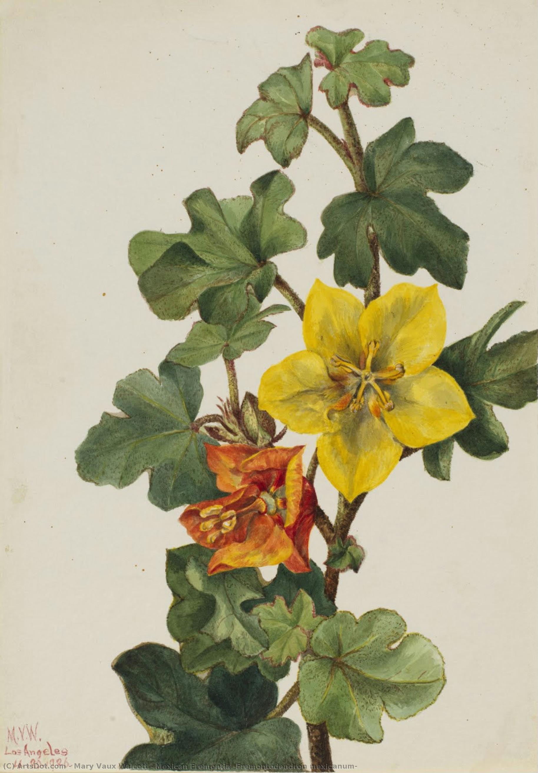 Fremontia Mexicana (fremontodendron Mexicanum) — Mary Vaux Walcott