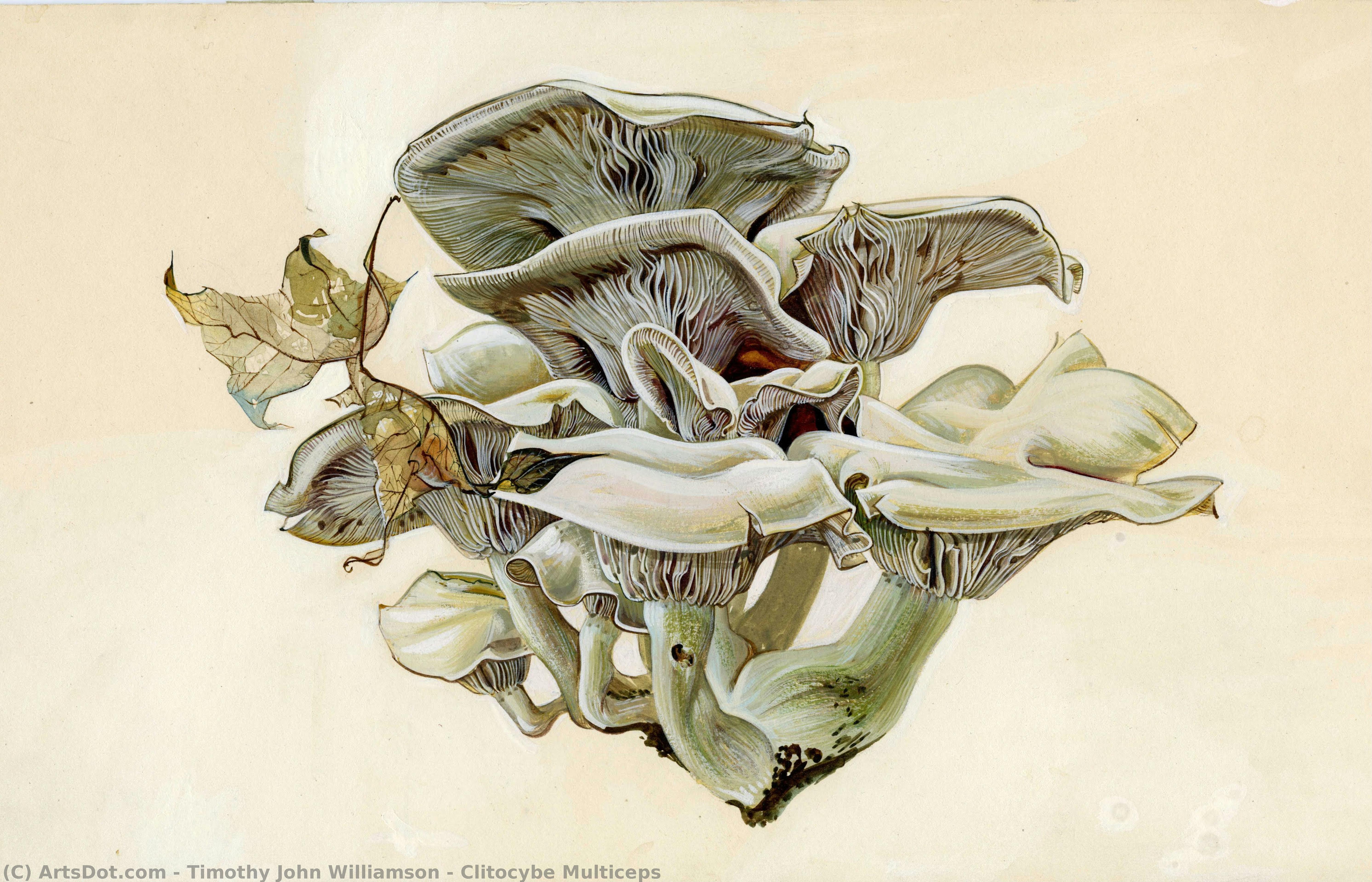Clitocybe Multiceps — Timothy John Williamson