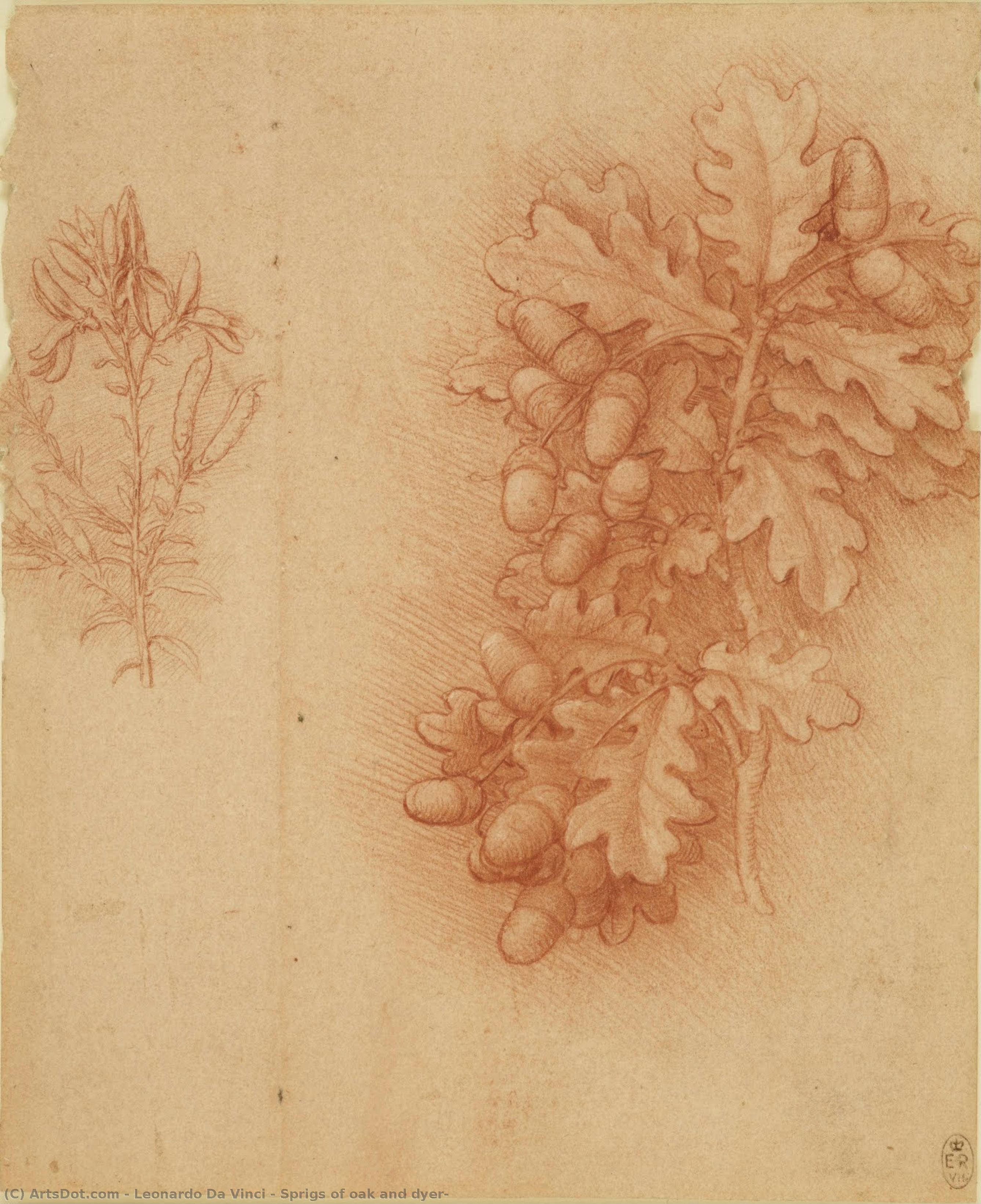Sprigg Di Quercia E Dyer's Greenweed — Leonardo Da Vinci