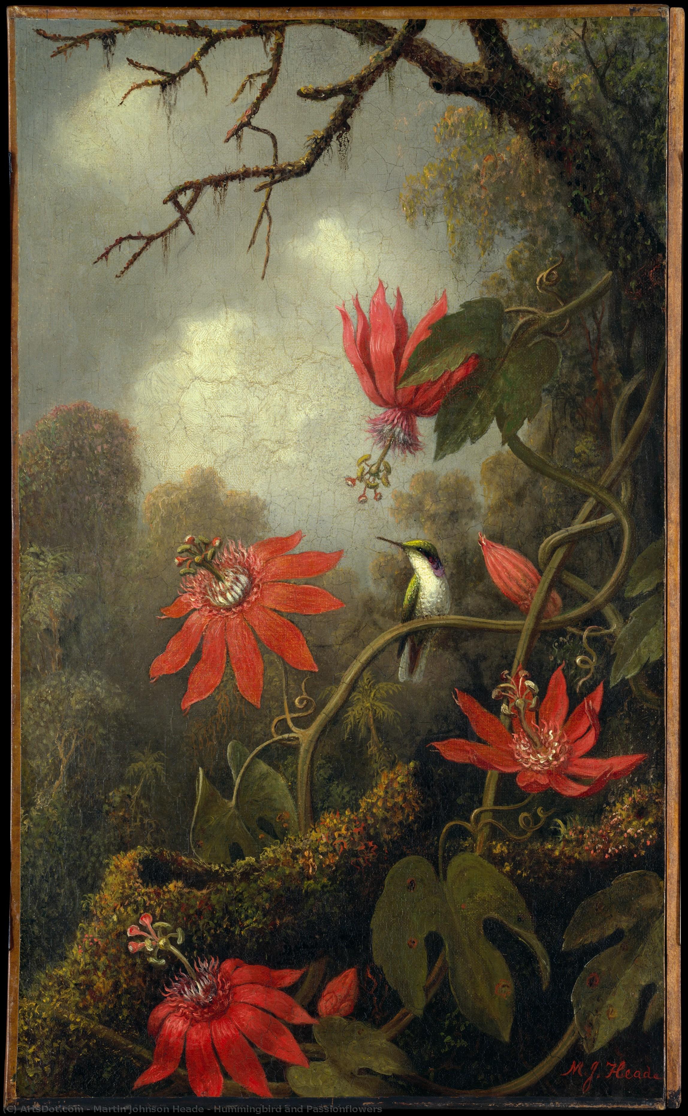Schmetterling Und Leiderschossen — Martin Johnson Heade