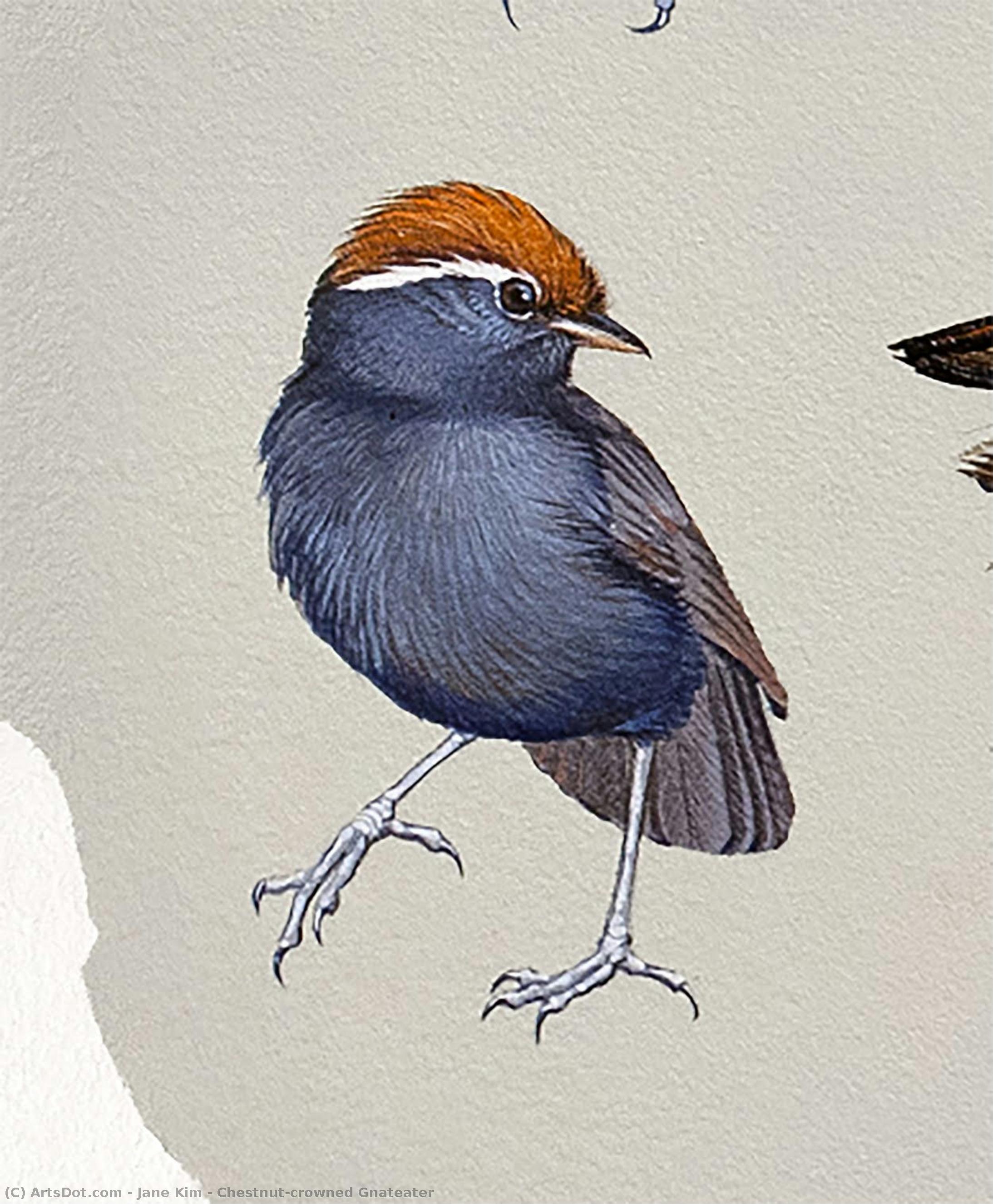 Chestnut-crowned Gnateater — Jane Kim