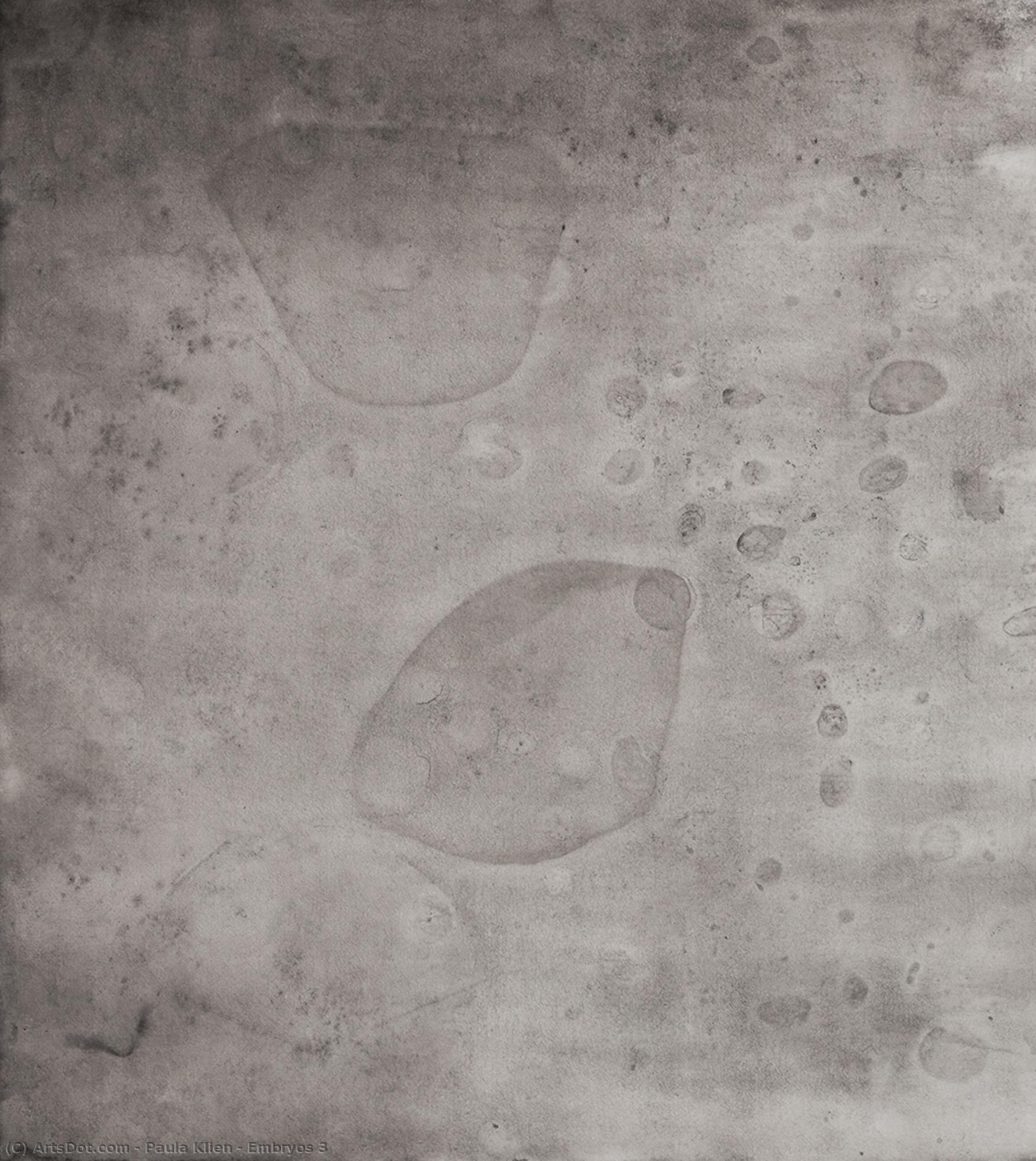 Embryos 3 — Paula Klien