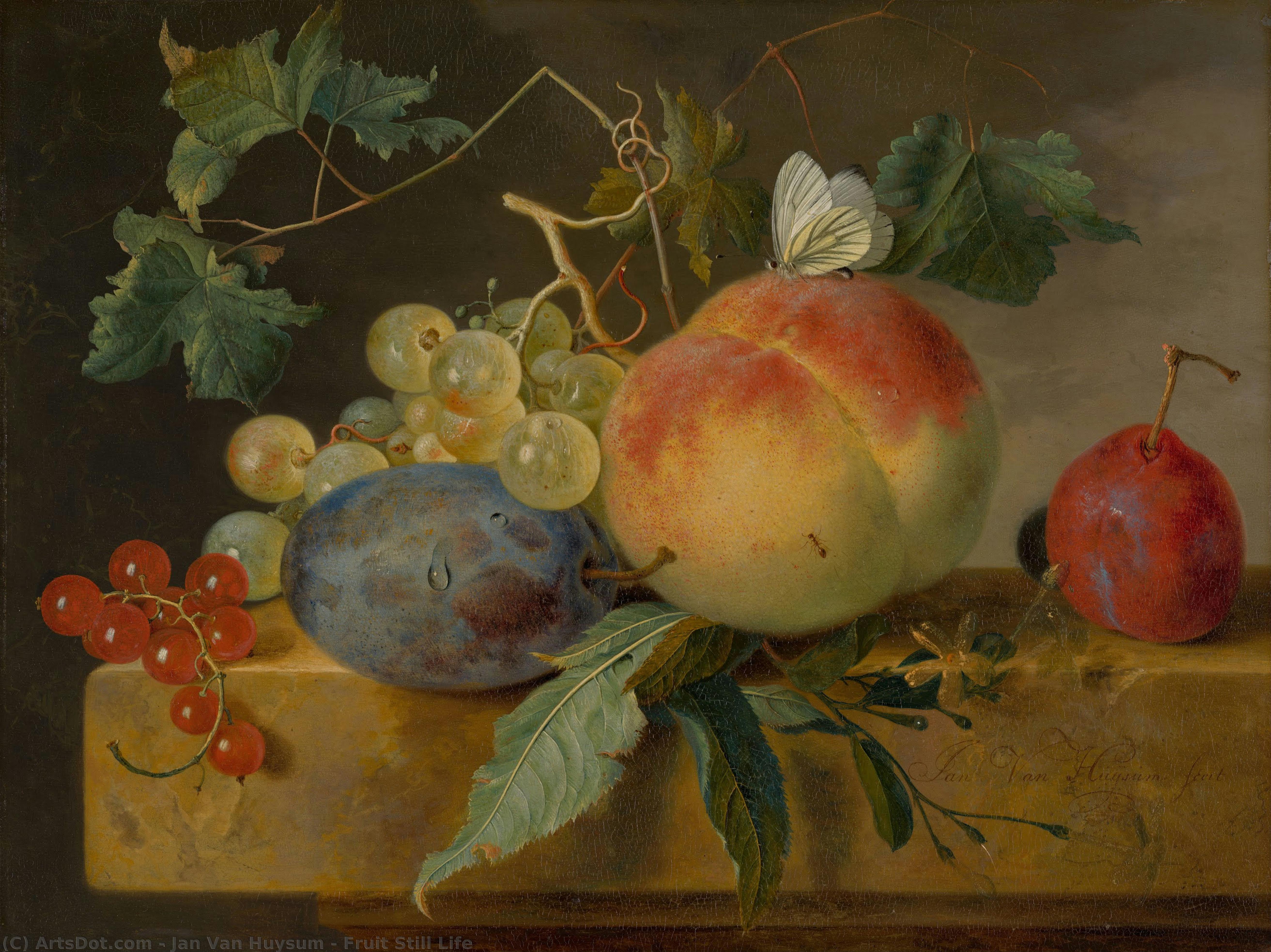 Fruit Still Life — Jan Van Huysum