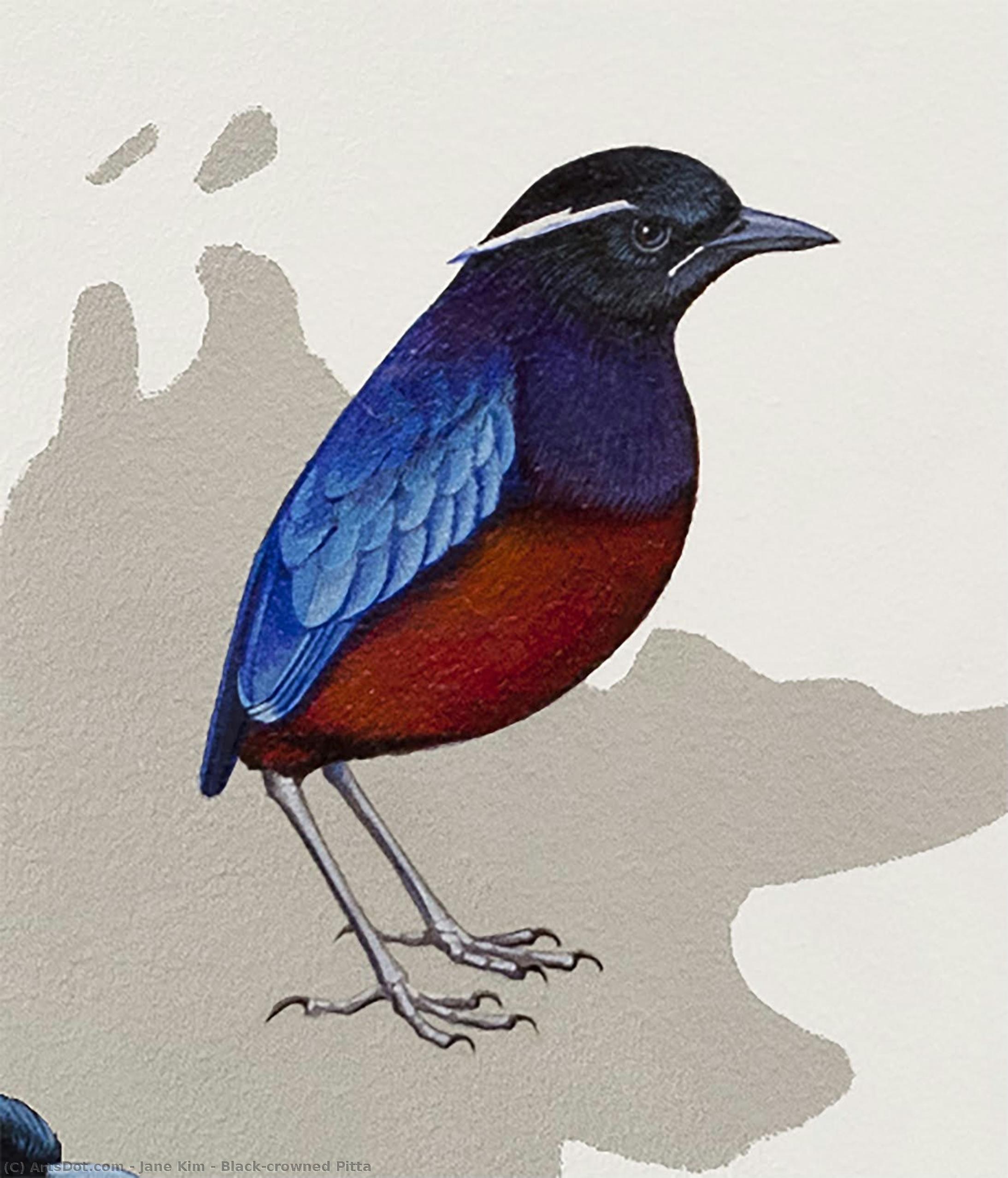 Sortrodet Pitta — Jane Kim