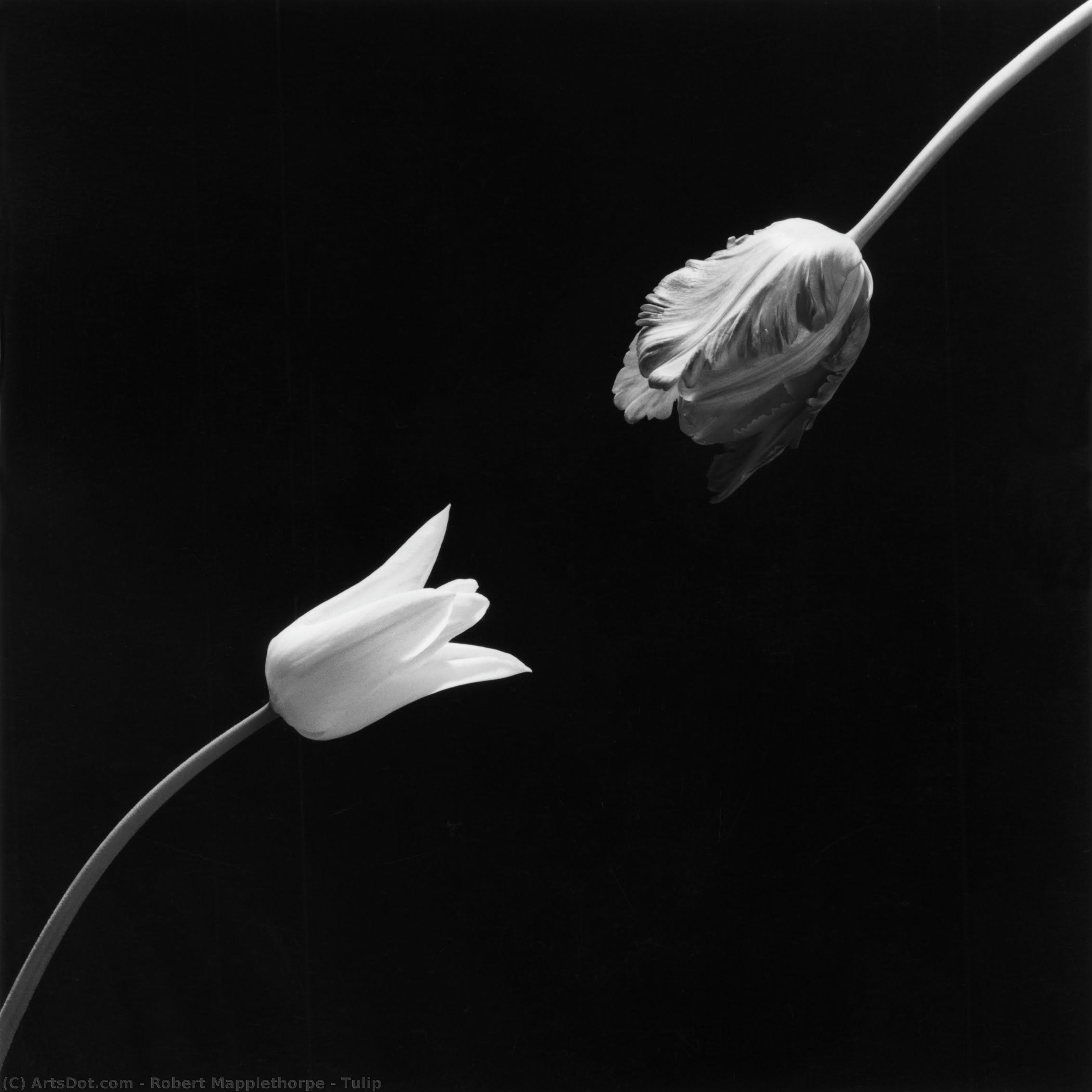 Tulip — روبرت مابلثورب