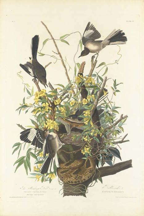 The Mocking Bird — Robert Havell