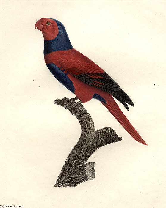 Eos Squamata Riciniata — Jacques Barraband