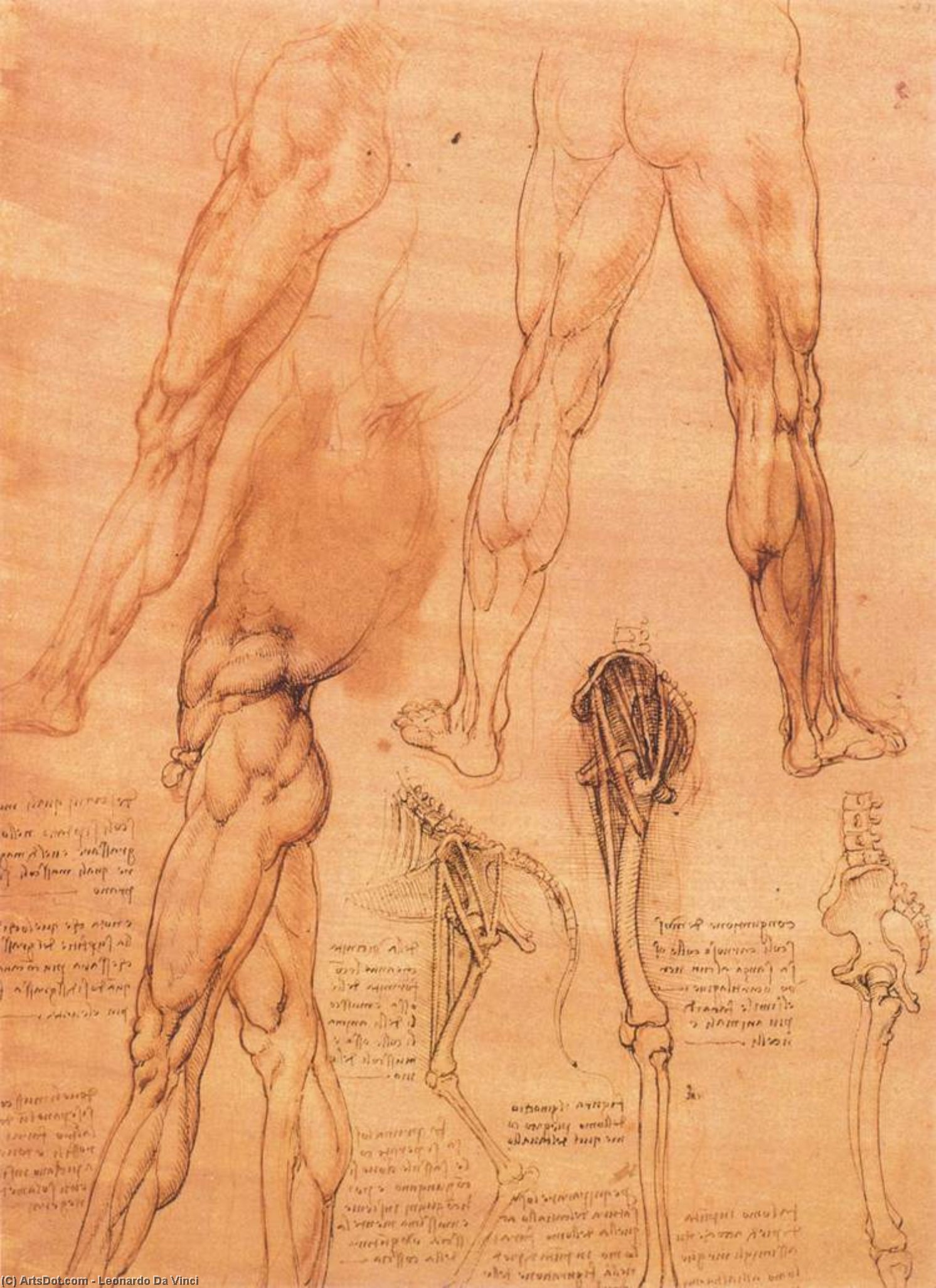 Studi Di Gambe Dell'uomo E Della Gamba Di Un Cavallo — Leonardo Da Vinci