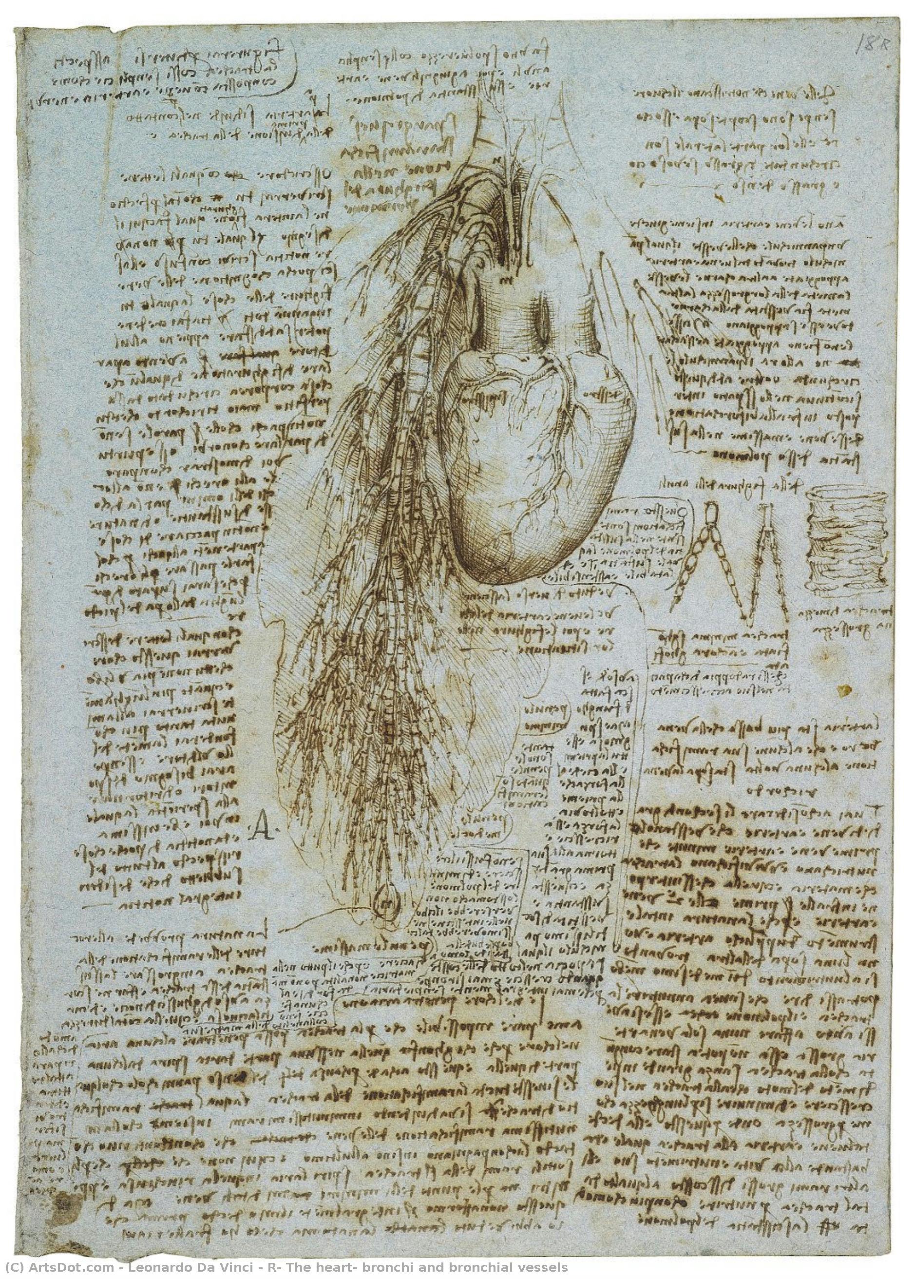 Il Cuore, I Bronchi E I Vasi Bronchiali — Leonardo Da Vinci