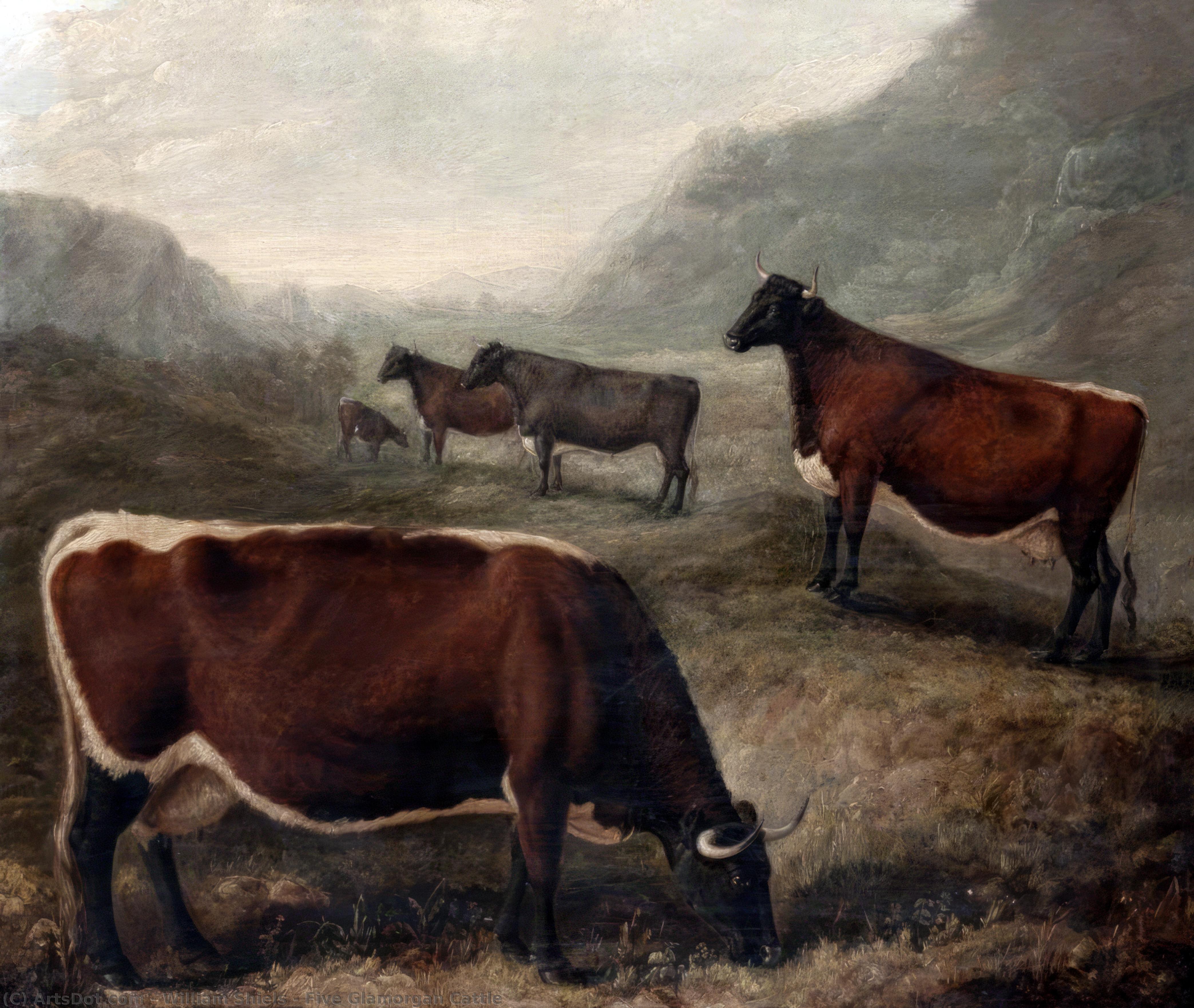 Five Glamorgan Cattle — William Shiels