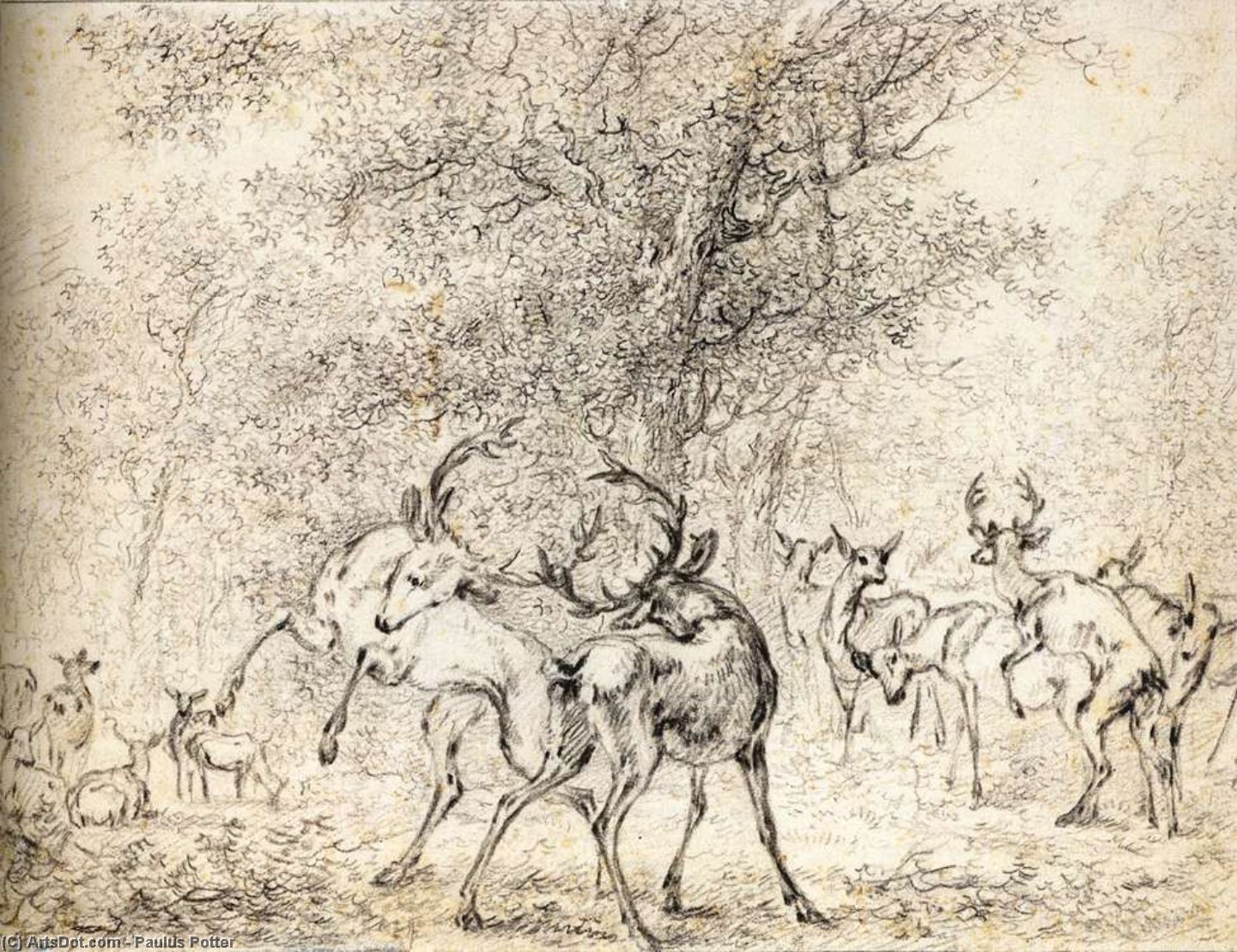 Cerfs Dans Les Bois — Paulus Potter