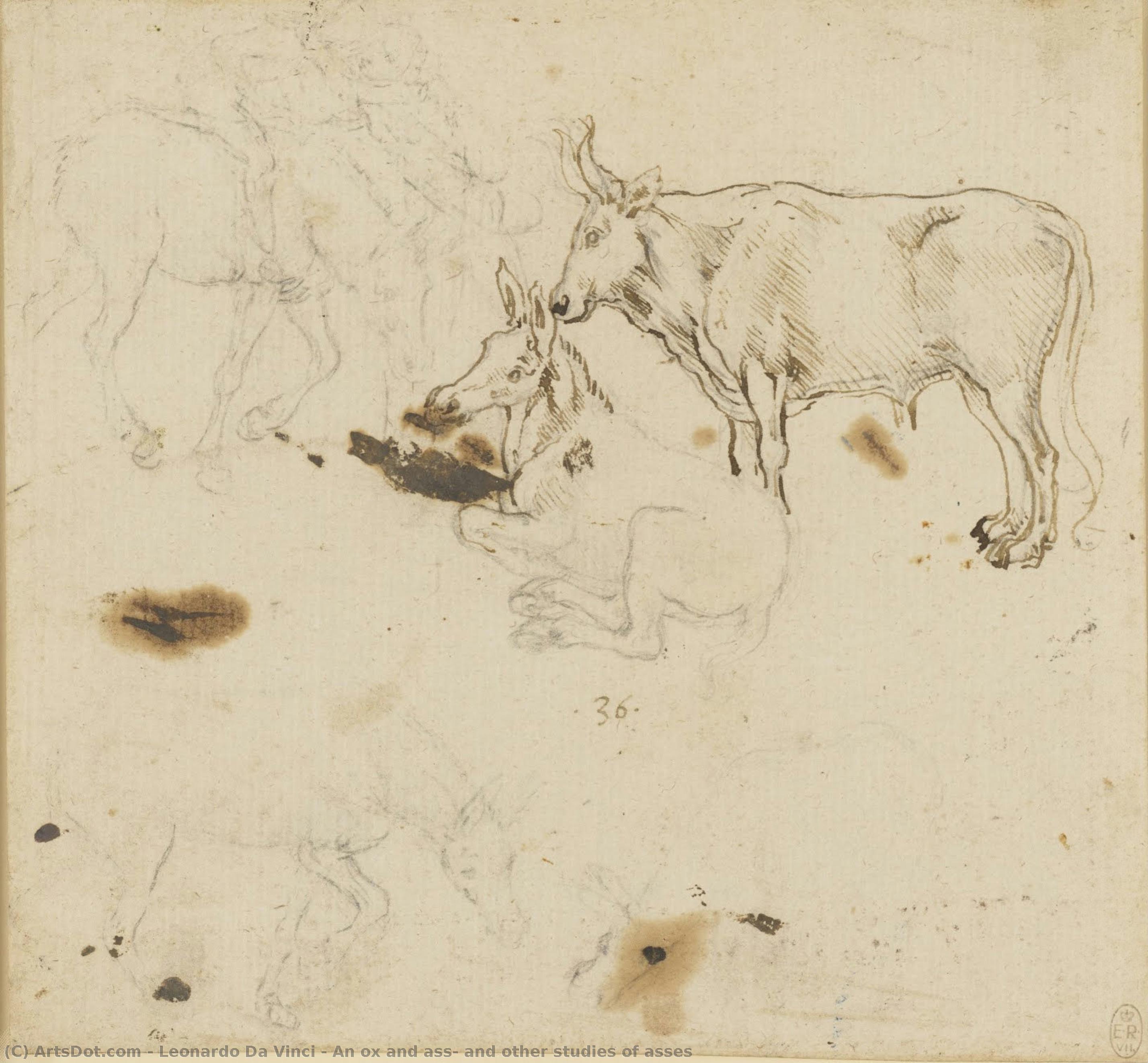 Vol I Magarica, I Druge Studije Magarica — Leonardo Da Vinči