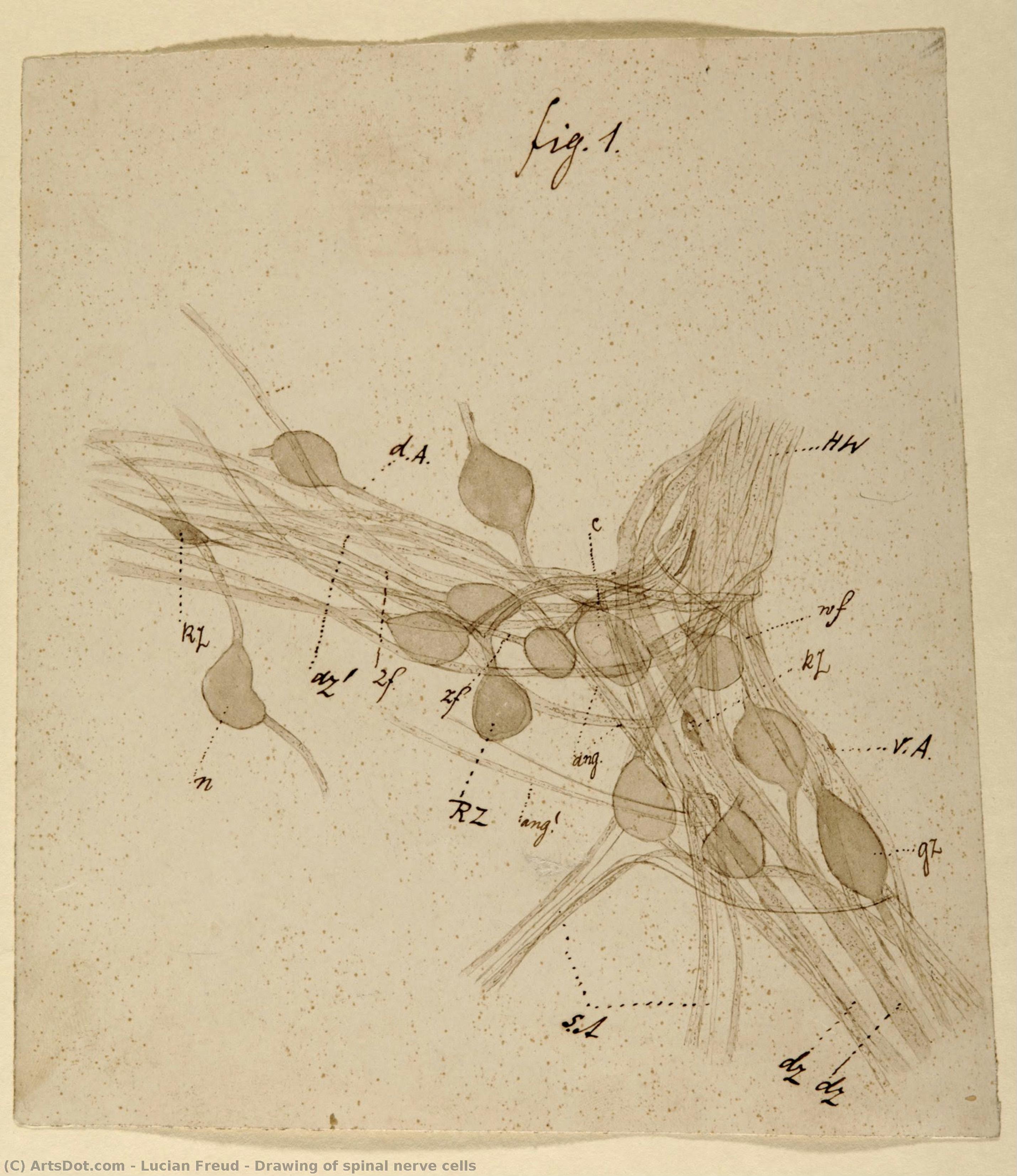 Drawing Of Spinal Nerve Cells — Lucian Freud