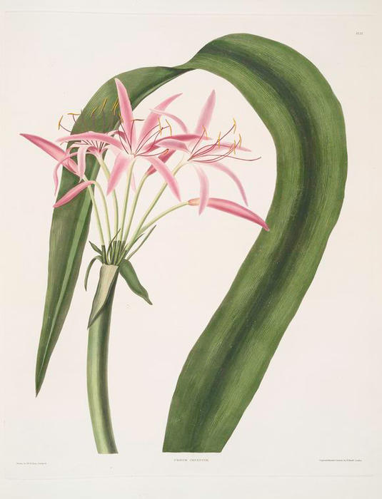 Crinum Cruentum — Robert Havell