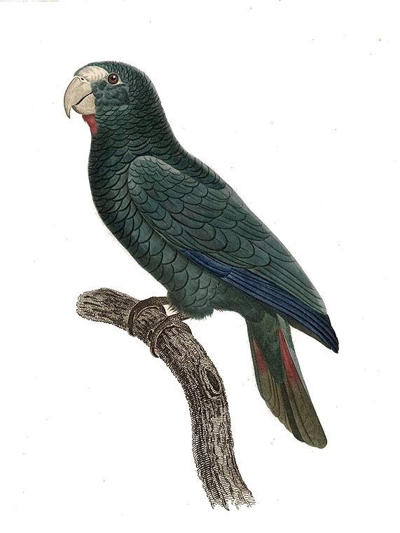 Amazona Ventralis — Ζακ Μπαραμπάντ