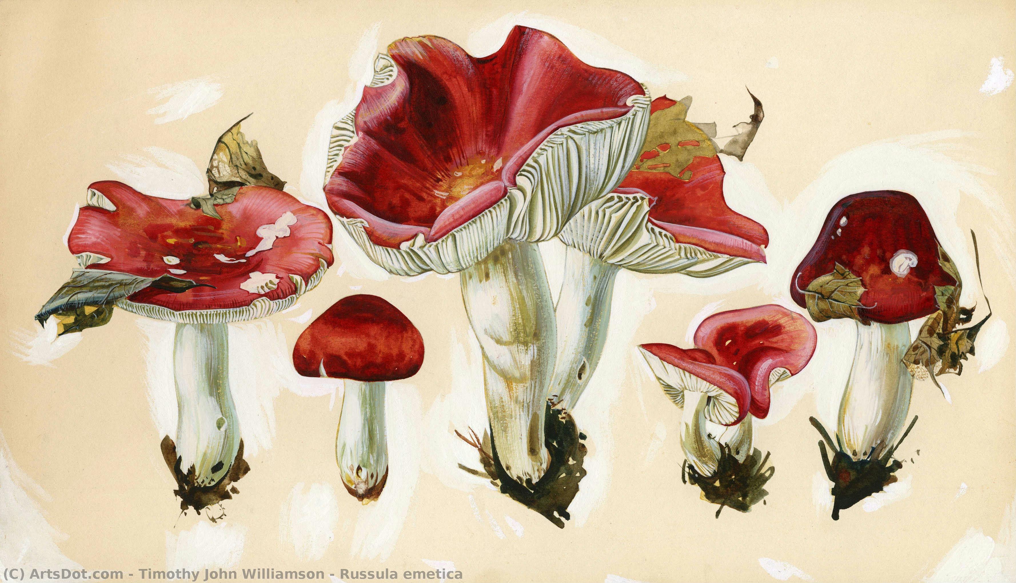 Russula Emetica — Timothy John Williamson