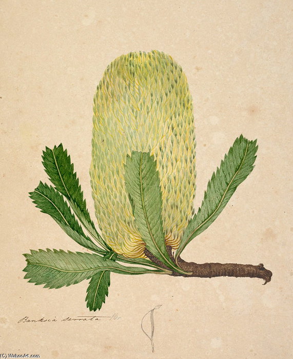 Banksia Serrata - — John William Lewin