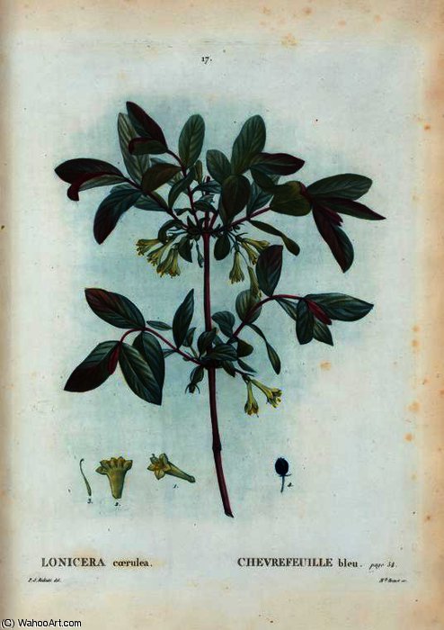 Lonicera Coerulea — Pierre Joseph Redouté