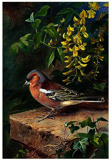 Chaffinch — Archibald Thorburn