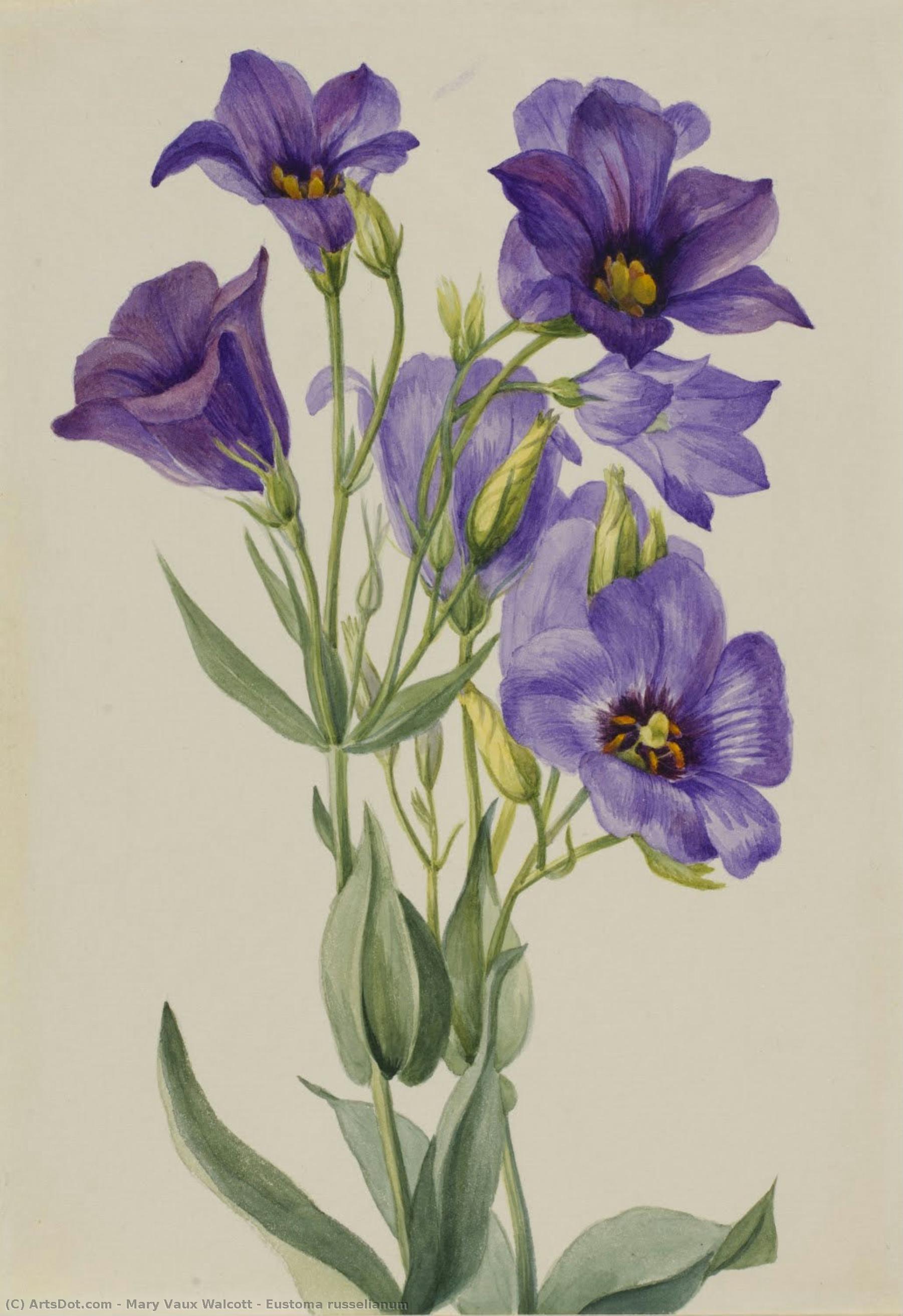 Eustoma Russelianum — Mary Vaux Walcott