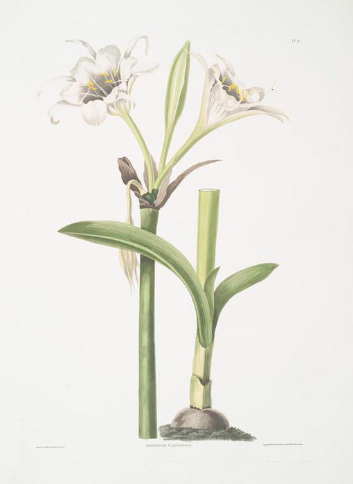 Pancratium Calathinum — 로버트 해벌