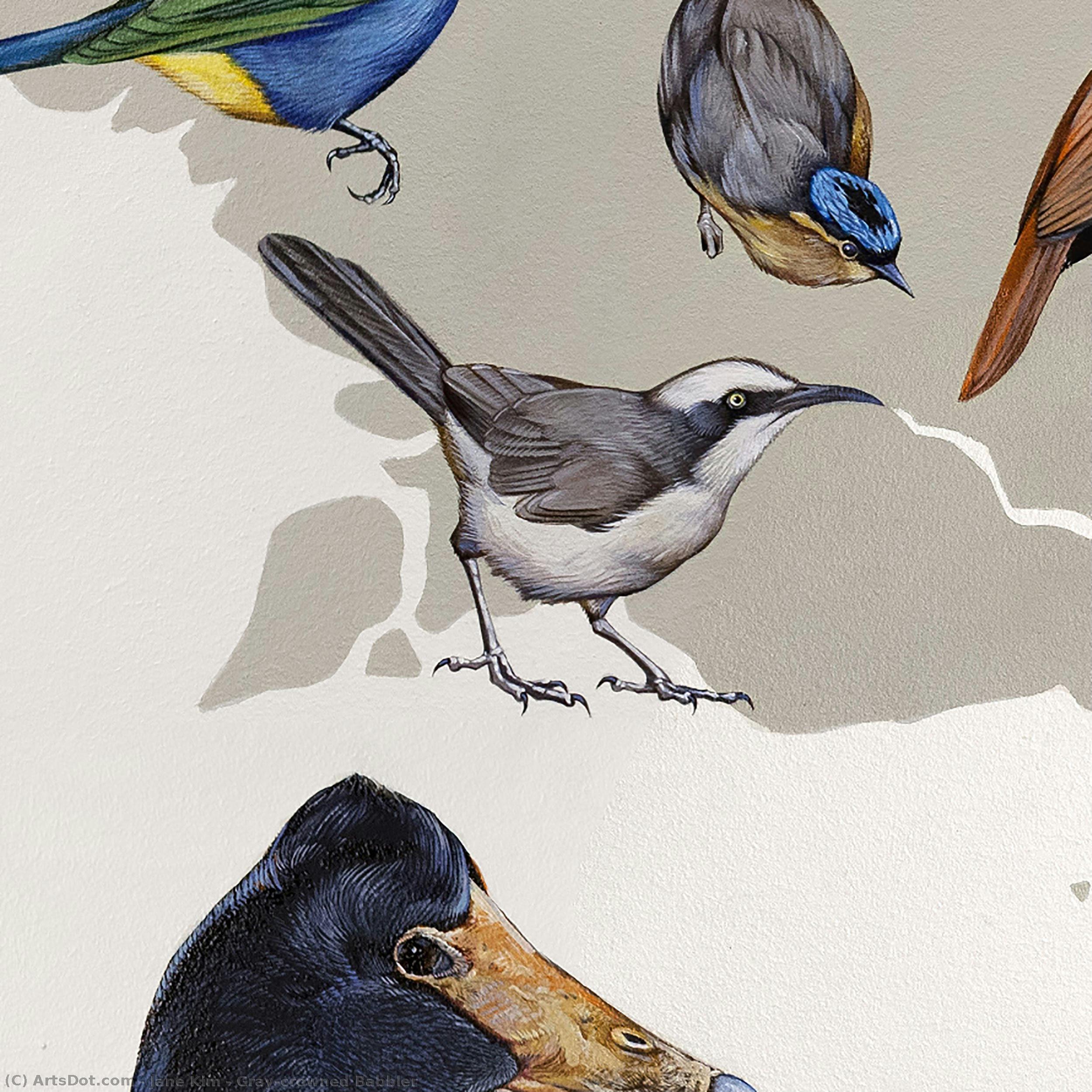 Gray-crowned Babbler — Jane Kim