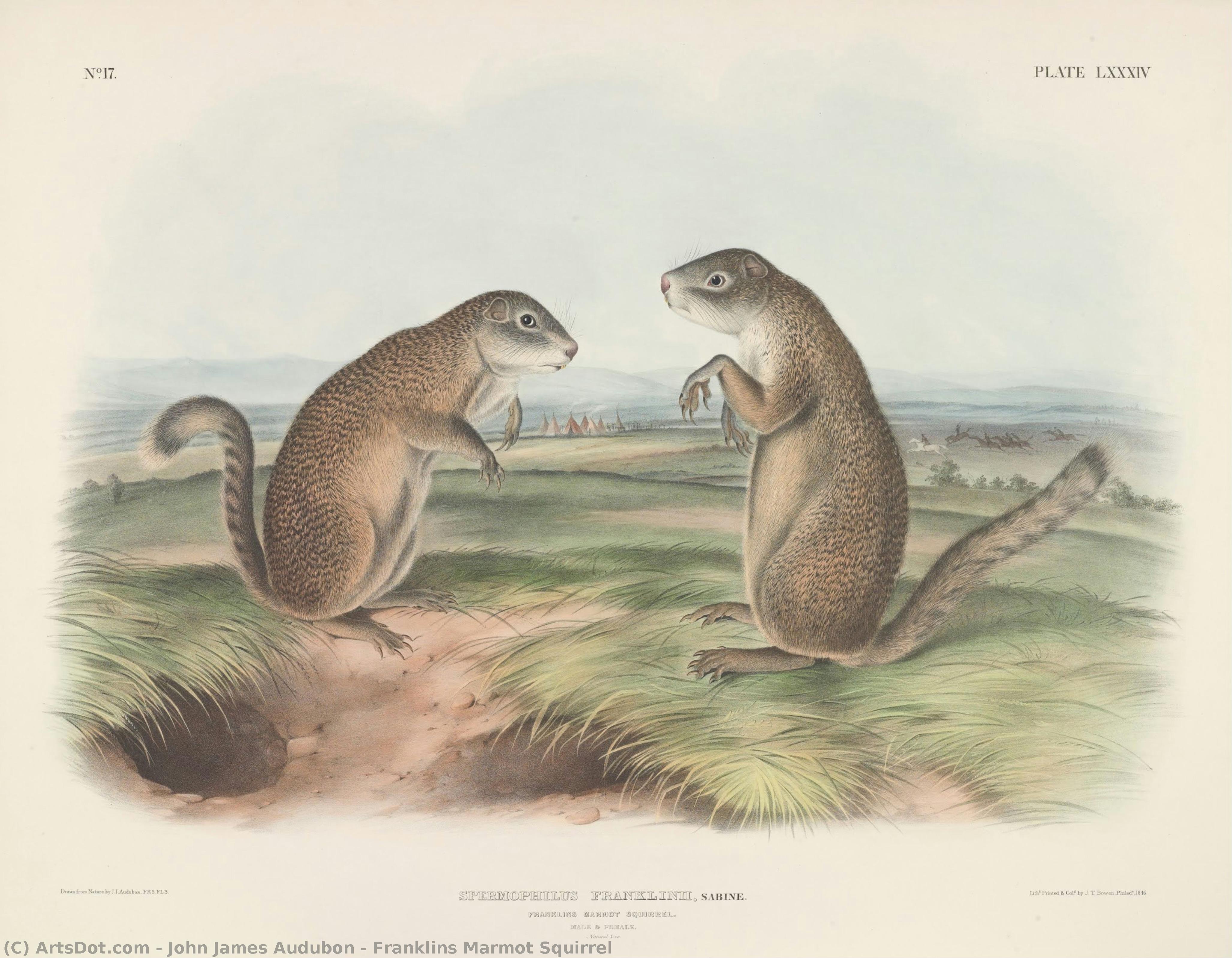 Franklins Marmot Squirrel — John James Audubon