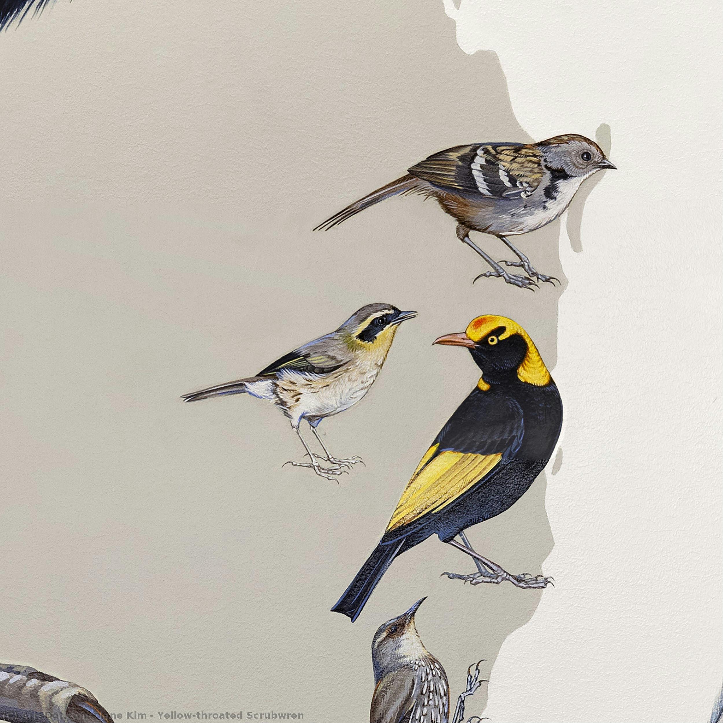 Yellow-throated Scrubwren — Jane Kim