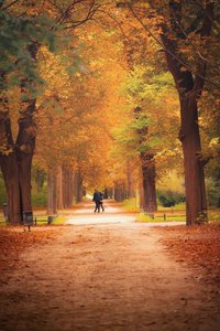 The Amber Solitude: An Autumnal Reflection — Amélie Petit