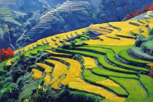 Golden Rhythms Of The Harvest Terrace — Léa Masson