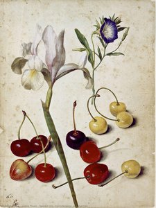 Španělské Irisy, Růže A Jahody — Georg Flegel