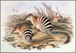 numbat