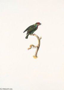 Megalaima Chrysopogon