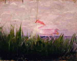 Roseate Spoonbill, study for book Concealing Coloration in the Animal Kingdom