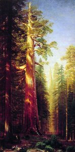 The Great Trees, Mariposa Grove, California — Albert Bierstadt