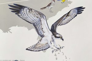 Osprey