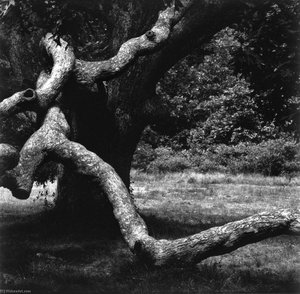The Tree, Martha's Vineyard — Aaron Siskind