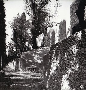 Cypress Alley, Going Up Towards The North On The West Side Of The Property — Michel Marot