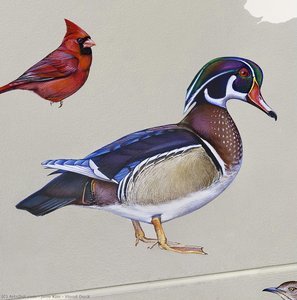Wood Duck — Jane Kim