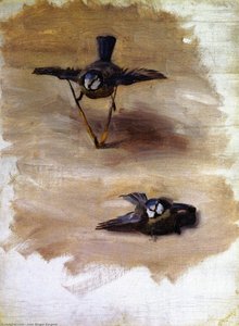 Studien eines toten Vogels