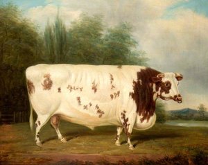 Shorthorn Bull