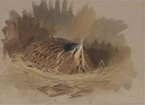 A Nesting Bittern — Archibald Thorburn