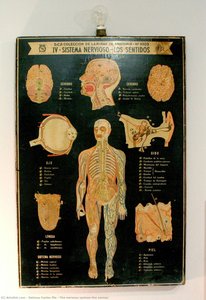 The Nervous System—the Senses — Dalmau Carles Pla