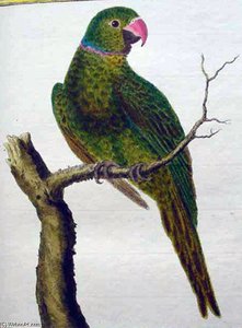 Psittacula Eques