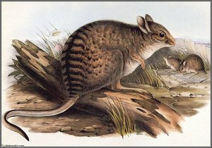 banded hare - wallaby
