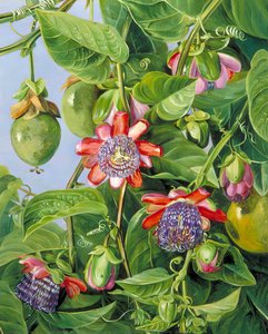 Flowers And Fruit Of The Maricojas Passion Flower, Brazil — Marianne North